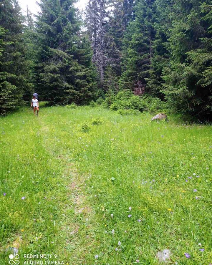 North Forest Žabljak Exterior foto